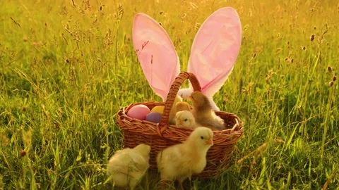 A basket full of small chicks and eggs on the grass. Happy Easter Holiday Stock-Footage 233598439