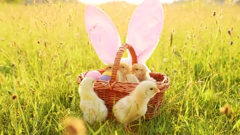 A basket full of small chicks and eggs on the sunny grass. Happy Easter Holiday Stock-Footage 233598513