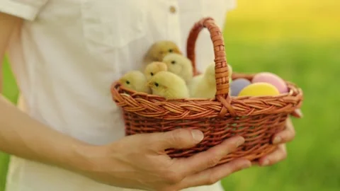 A basket full of small chicks in the hands of a girl. Easter Holiday Stock-Footage 233598017