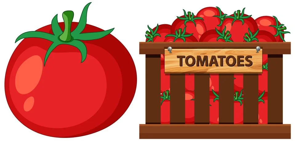 Basket full of tomatoes on white background Stock Illustration