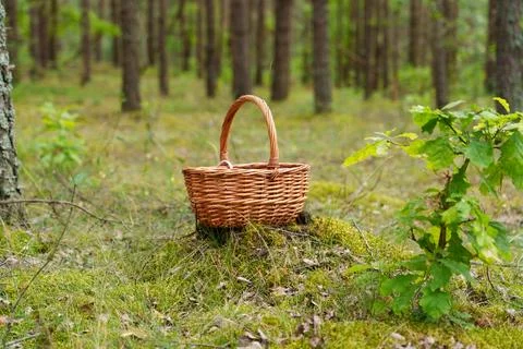 Basket for gathering berries Stockfoto's