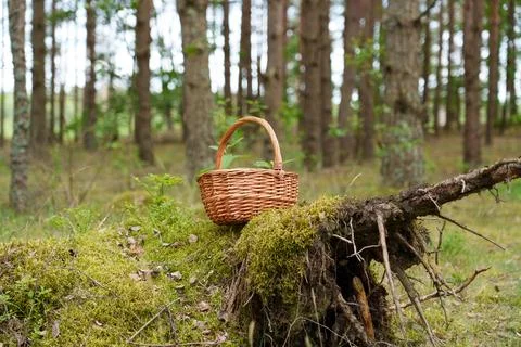 Basket for gathering berries 库存照片