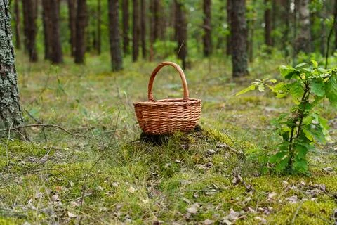 Basket for gathering berries 库存照片