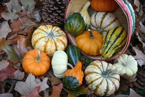 Basket Of Gourds Stock Photos