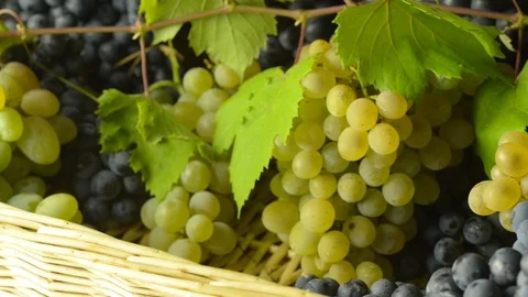 Basket with grapes Video stock 94624560
