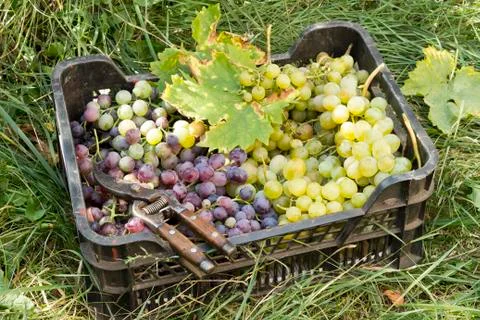 Basket of grapes Stock Photos