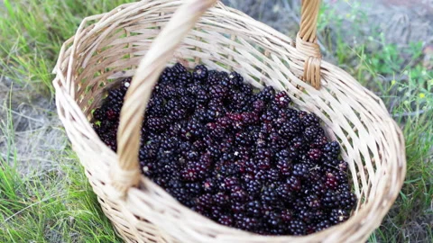 A basket on the grass with a harvest of blackberries inside. Stock Footage 315570968