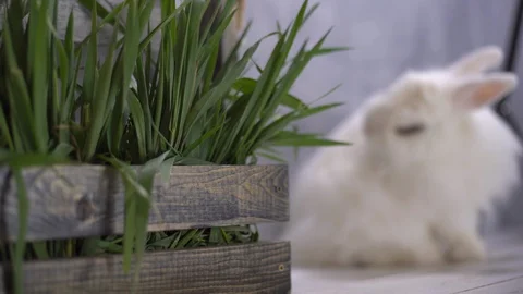 A basket of green grass lying on a floor with a rabbit 스톡 동영상 112287328