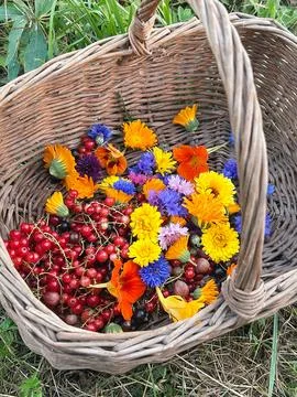 A basket with harvests from the plot Stock Photos