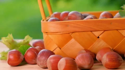 Basket of hazelnuts. Ripe hazelnuts in a wicker basket Stock Footage 313080640