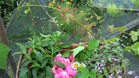 Basket of herbal teas collested in the country garden Stock Footage 159156709