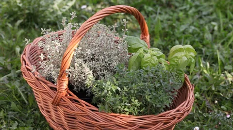 Basket with herbs Stock Footage 23395640