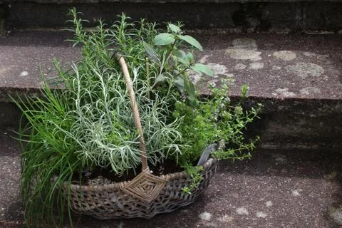 Basket with herbs in the garden Stock Photos