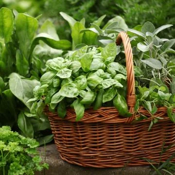 Basket with herbs Stock Photos