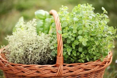 Basket with herbs Stock Photos