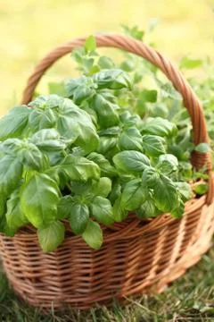 Basket with herbs Stock Photos