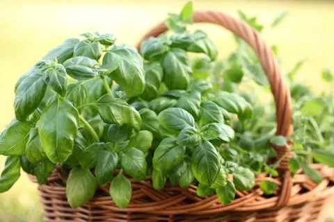 Basket with herbs Stock Photos