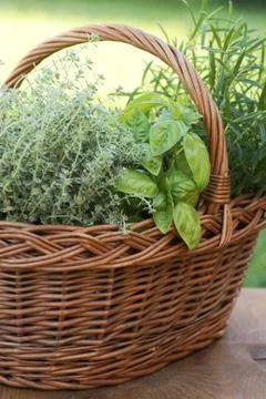 Basket with herbs Stock Photos