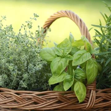 Basket with herbs Stock Photos