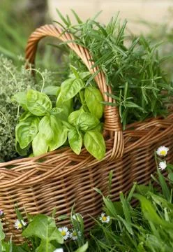 Basket with herbs Stock Photos