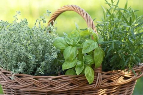 Basket with herbs Stock Photos