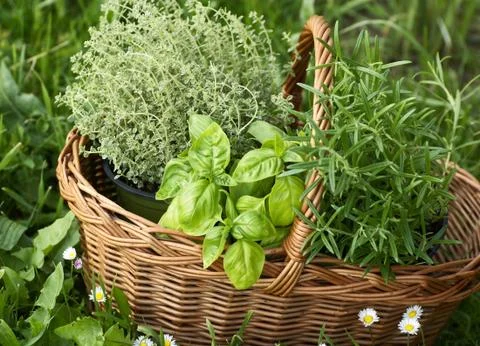 Basket with herbs Stock Photos