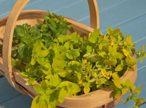 Basket of Herbs Stock Photos