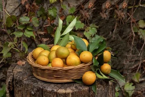 Basket with kumquats Stock Photos