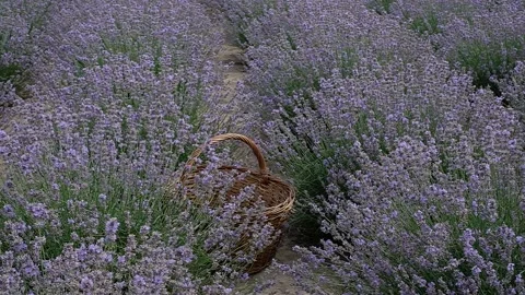 Basket in a lavender field Stock Footage 157506456