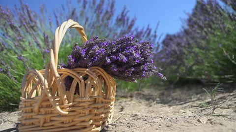 Basket of Lavender Video stock 67334307