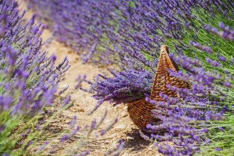 Basket with a lavender Fotos de archivo