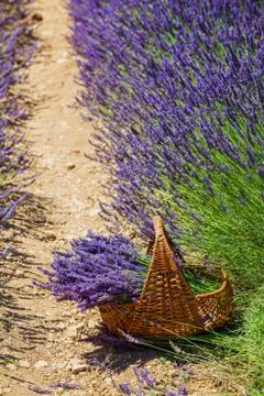 Basket with a lavender Stock Photos