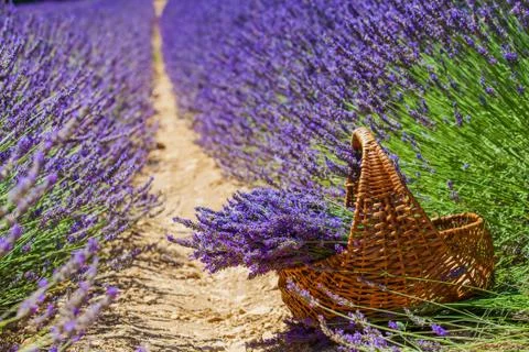 Basket with a lavender 写真素材