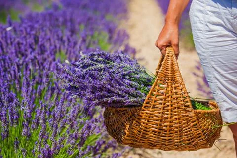 Basket with a lavender 写真素材