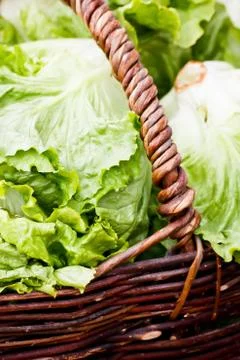 Basket of lettuce Stock Photos