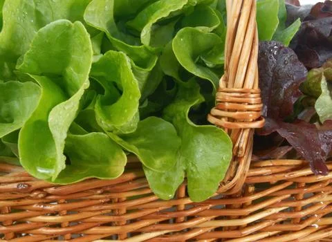 Basket with lettuce Stock Photos