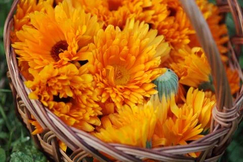 Basket with marigold Stock Photos