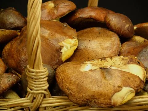 Basket of mushrooms 4 Stock-Fotos