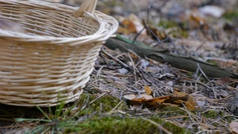 Basket of mushrooms. Camera slide from left to right. Close-up. Stock Footage 104662003
