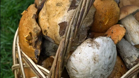 The basket with mushrooms Video stock 120540835