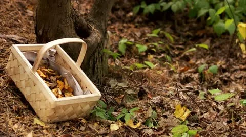 A basket of mushrooms in a forest Stock Footage 11316986