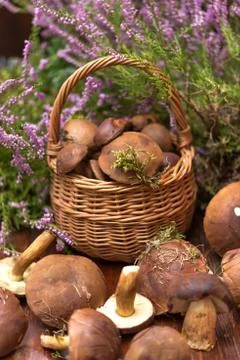 Basket with mushrooms Stock Photos