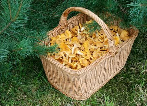 Basket with mushrooms Фото