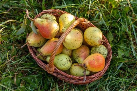 Basket Of Pears On Grass Stock Photos