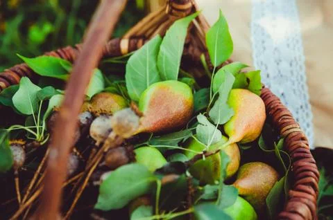 Basket with pears for a picnic Stock-Fotos