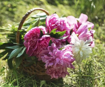 Basket with peonies Stock Photos