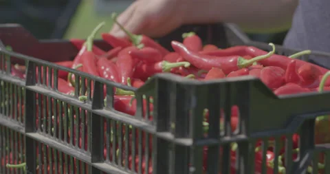 Basket of peppers Stock Footage 134101448