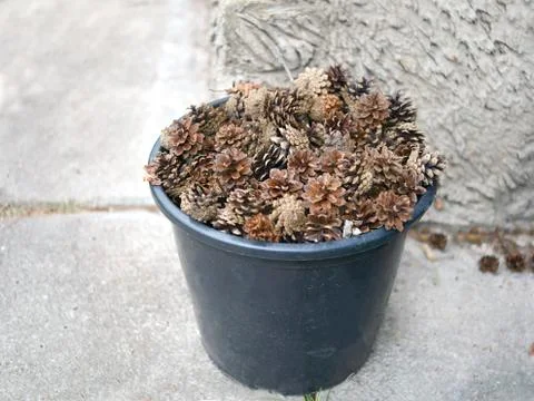 Basket with pine cones Photos