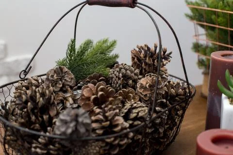 Basket with pine cones Stock Photos