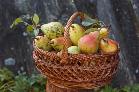 Basket with plenty of pears Stock Photos